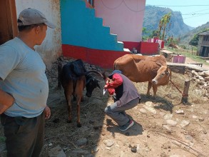 लम्पि स्कीनका बिरामी पशुको खोजी–खोजी उपचार गर्दै द.न.पा.को पशु सेवा शाखा